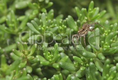 Grey spider sitting on green plant