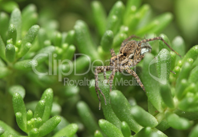 Grey spider sitting on green plant