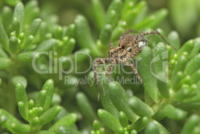 Grey spider sitting on green plant