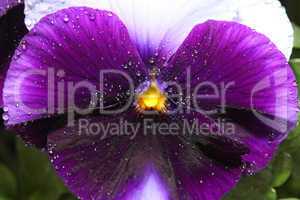 Tricolor pansy flower plant natural background