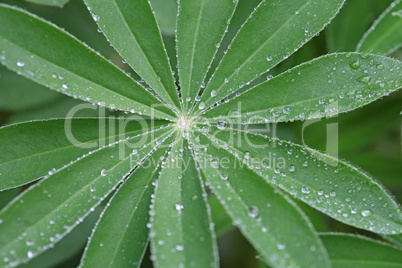 Green leaf with drops of water