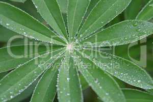 Green leaf with drops of water