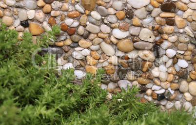 Fresh green plant on stone background