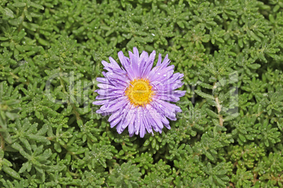 Single purple flower growing in the green