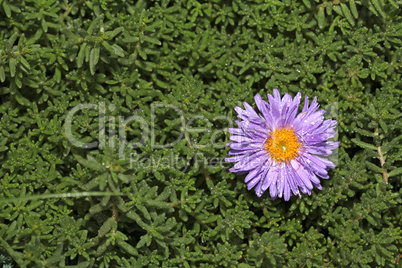 Single purple flower growing in the green