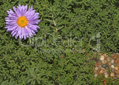 Single purple flower growing in the green