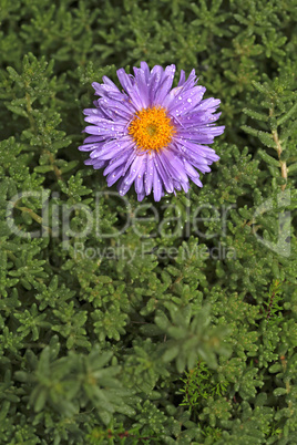 Single purple flower growing in the green