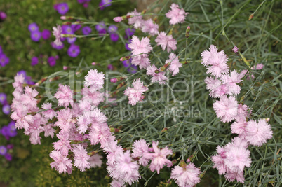 Pink carnation flowers blossoming in a garden