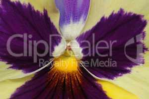 Tricolor pansy flower plant natural background