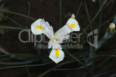 White Gladiolus flower