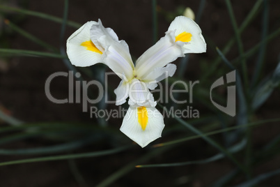 White Gladiolus flower