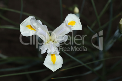 White Gladiolus flower