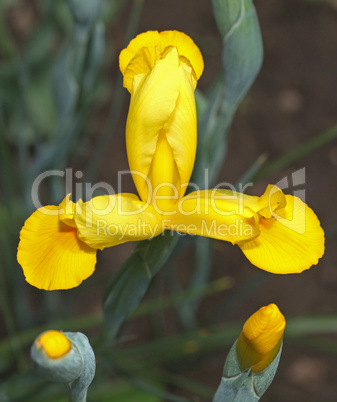 Yellow Gladiolus petal flowers in a field