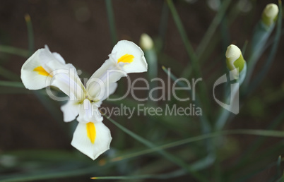 White Gladiolus flower