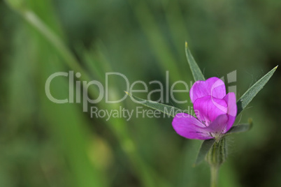 Single purple flower growing in the green