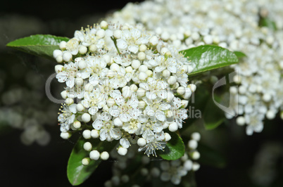 Background of little white flowers blooming bush