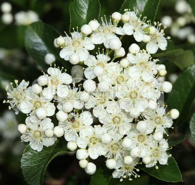 Background of little white flowers blooming bush