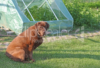 Chocolate labrador retriever dog sitting outside