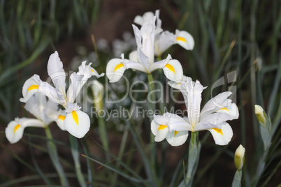 White Gladiolus flower