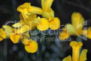 Yellow Gladiolus petal flowers in a field
