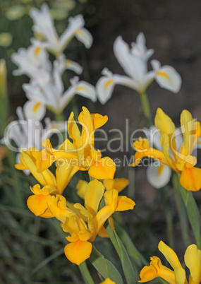 Yellow and white Gladiolus  flowers in a field