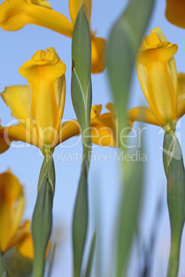 Yellow Gladiolus flowers in a field and blue sky