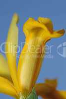 Yellow Gladiolus flowers in a field and blue sky