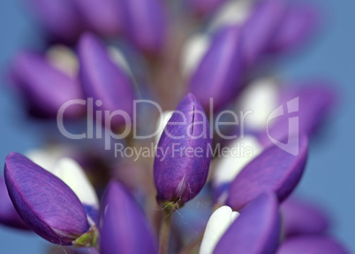 Purple and white lupine flower close-up