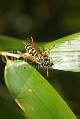 Wasp in the garden on a green leaf