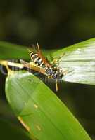 Wasp in the garden on a green leaf