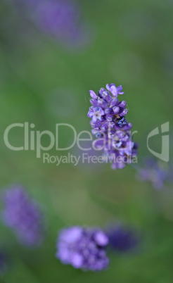 Lavenders close-up with blur background in summer