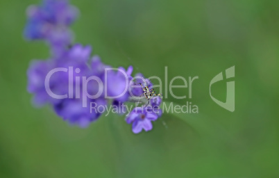 Lavenders close-up with blur background with a little grasshopper