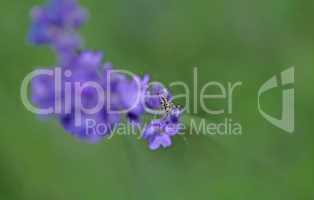 Lavenders close-up with blur background with a little grasshopper