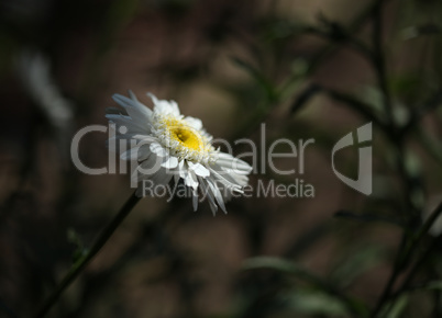 Single daisy flower isolated in the shadow