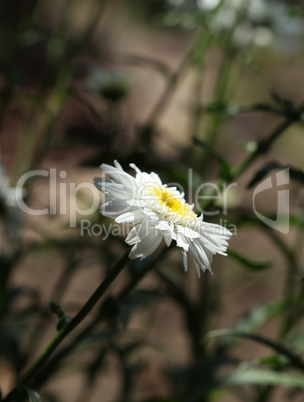 Single daisy flower isolated in the shadow