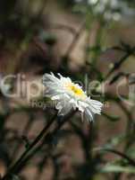 Single daisy flower isolated in the shadow