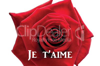 Composite image of red rose