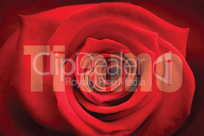 Composite image of close up of red rose