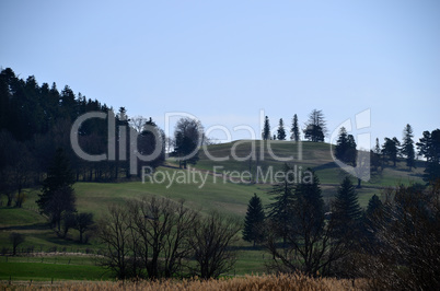 landschaft mit wiese und baum