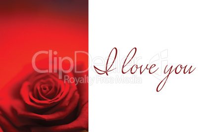 Composite image of blurred red rose