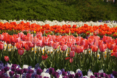 Tulpenblüte, Holland