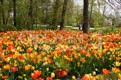 Tulpenblüte, Holland