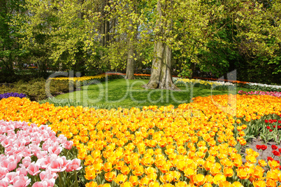 Tulpenblüte, Holland Tulpenblüte, Holland