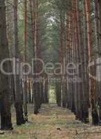 Pinetree Forest