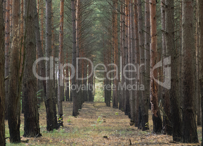 Pinetree Forest