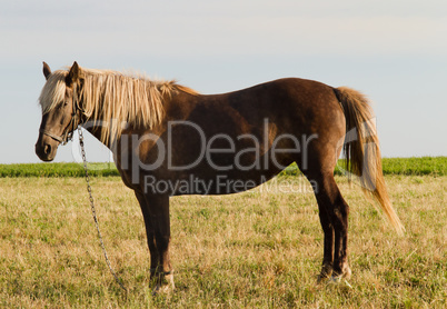 Horse on Pasture