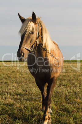 Horse on Pasture