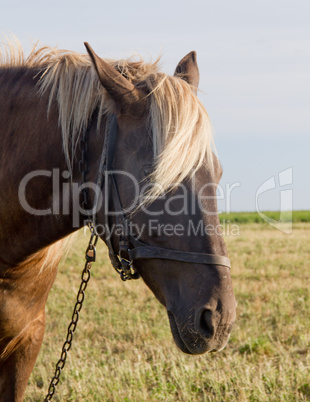 Horse on Pasture