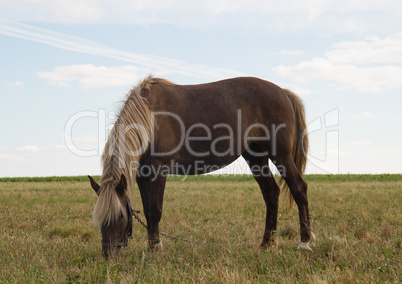 Horse on Pasture