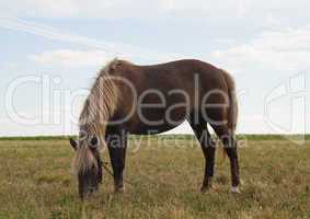 Horse on Pasture